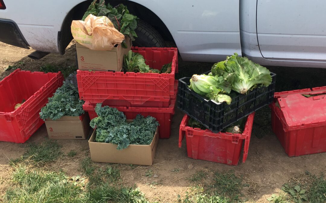 Gleaning efforts sponsored by Cortland County SWCD and local Main Street Farms