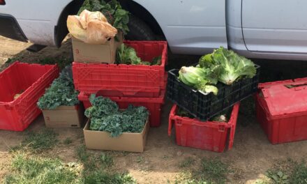 Gleaning efforts sponsored by Cortland County SWCD and local Main Street Farms