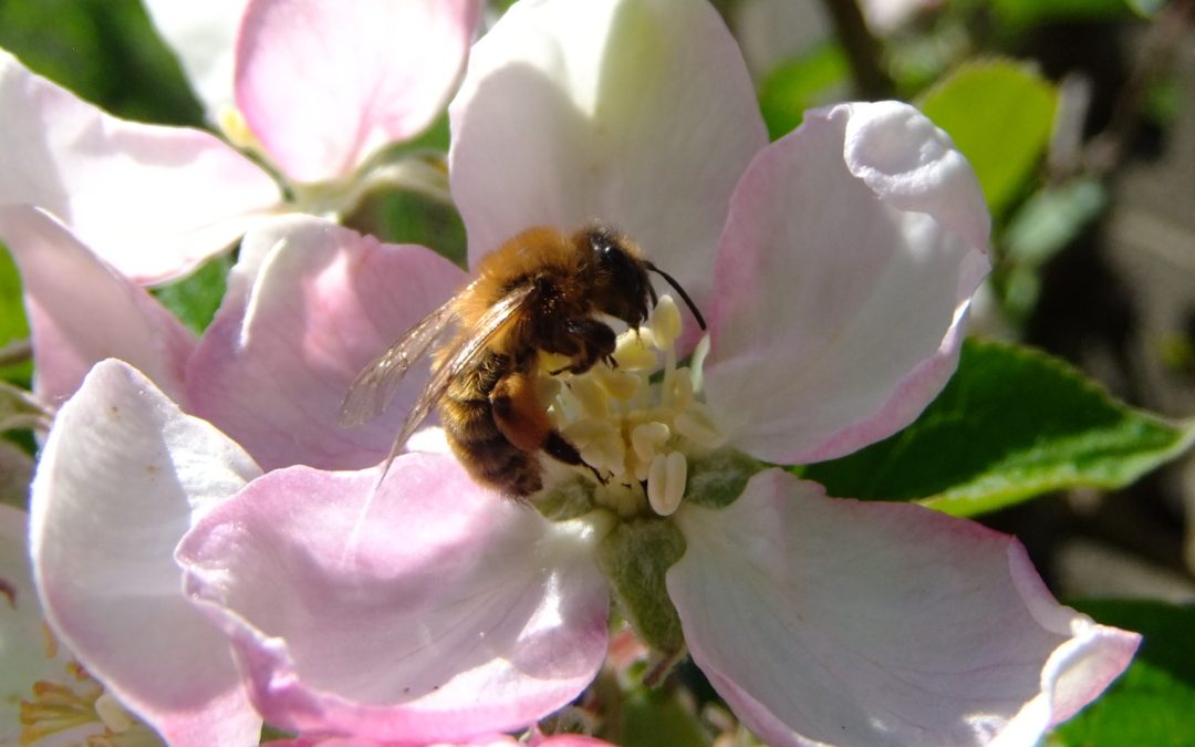 Get the Buzz on Pollinators: A look into the life of a honeybee!