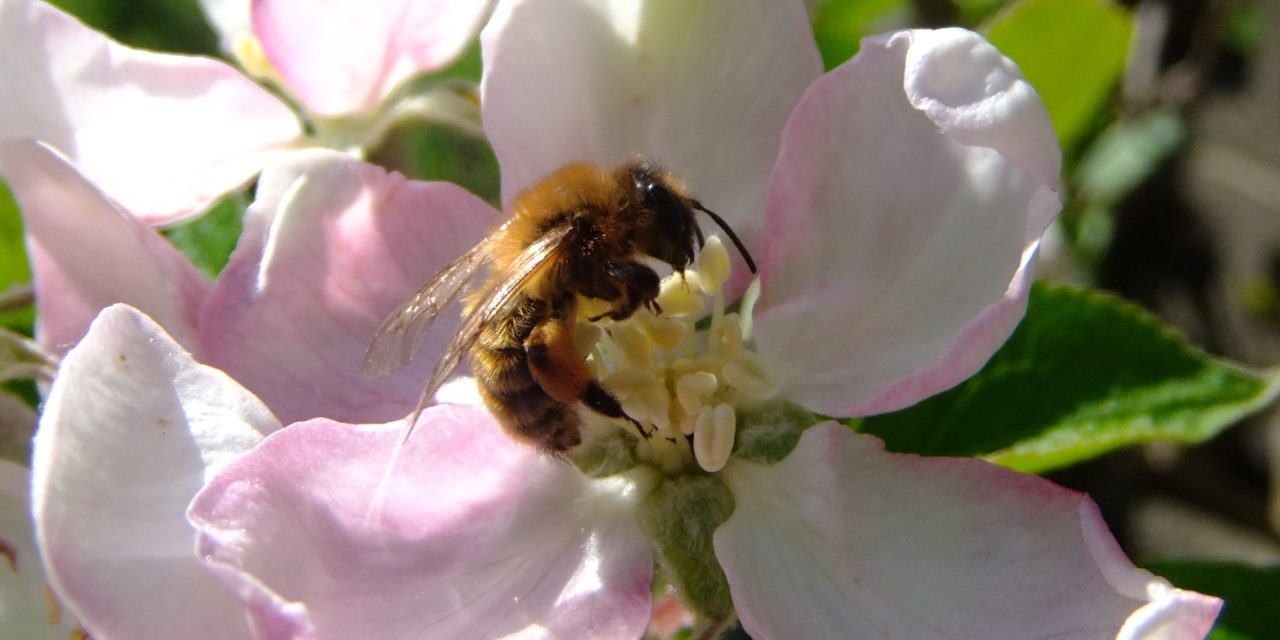 Get the Buzz on Pollinators: A look into the life of a honeybee!