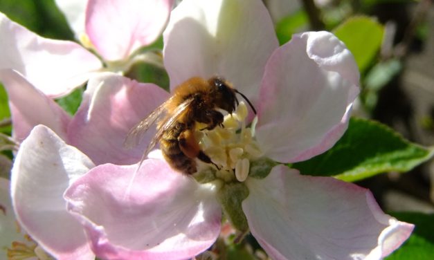 Get the Buzz on Pollinators: A look into the life of a honeybee!