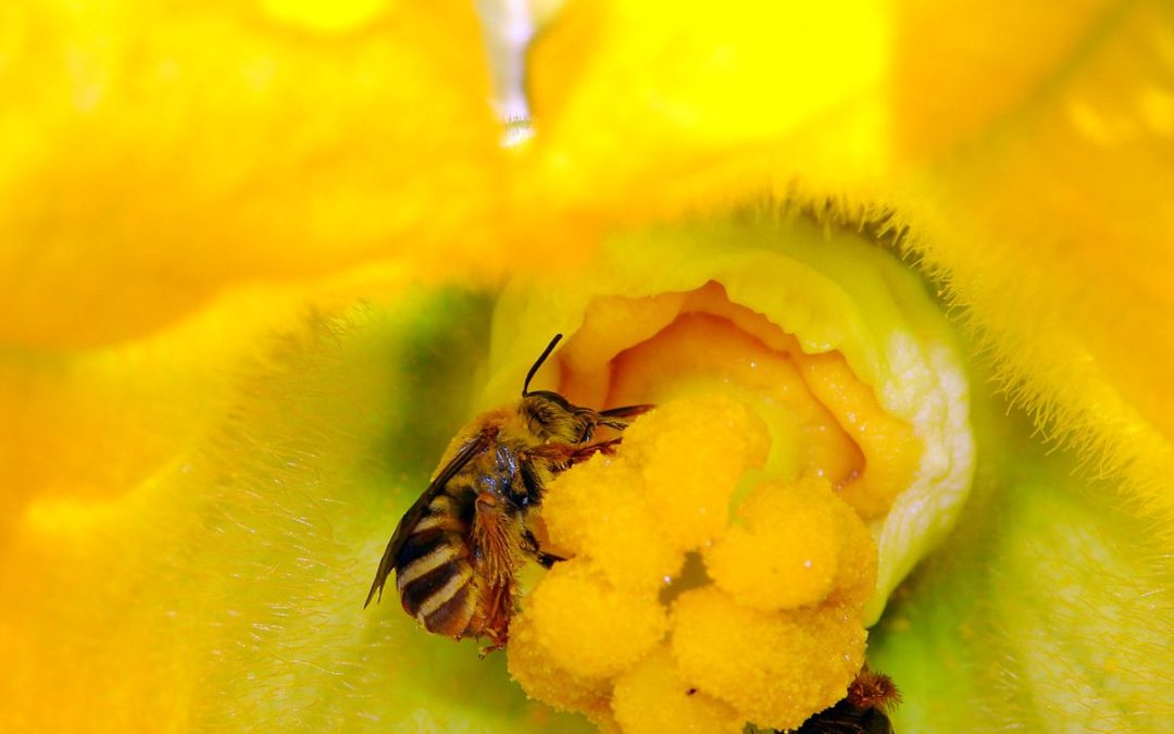 Gardening and Pollinator Habitats