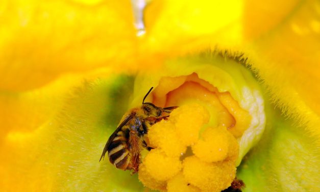 Gardening and Pollinator Habitats
