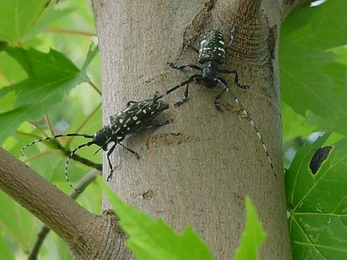 Is Eradication Possible? The Asian Longhorned Beetle in New York State