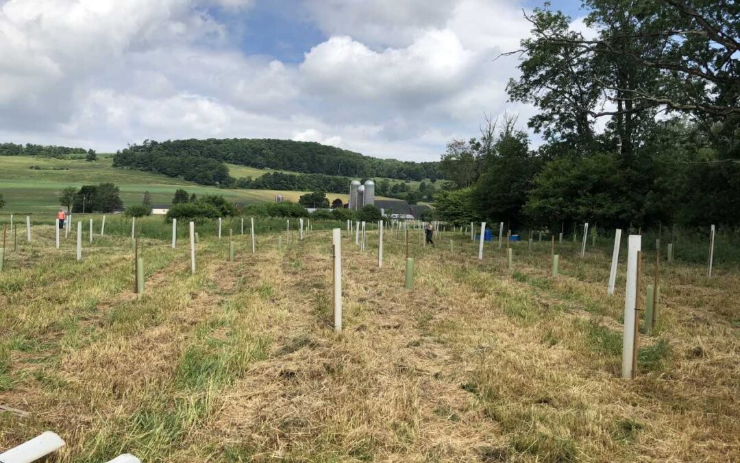 Planting Trees to Protect Water Quality