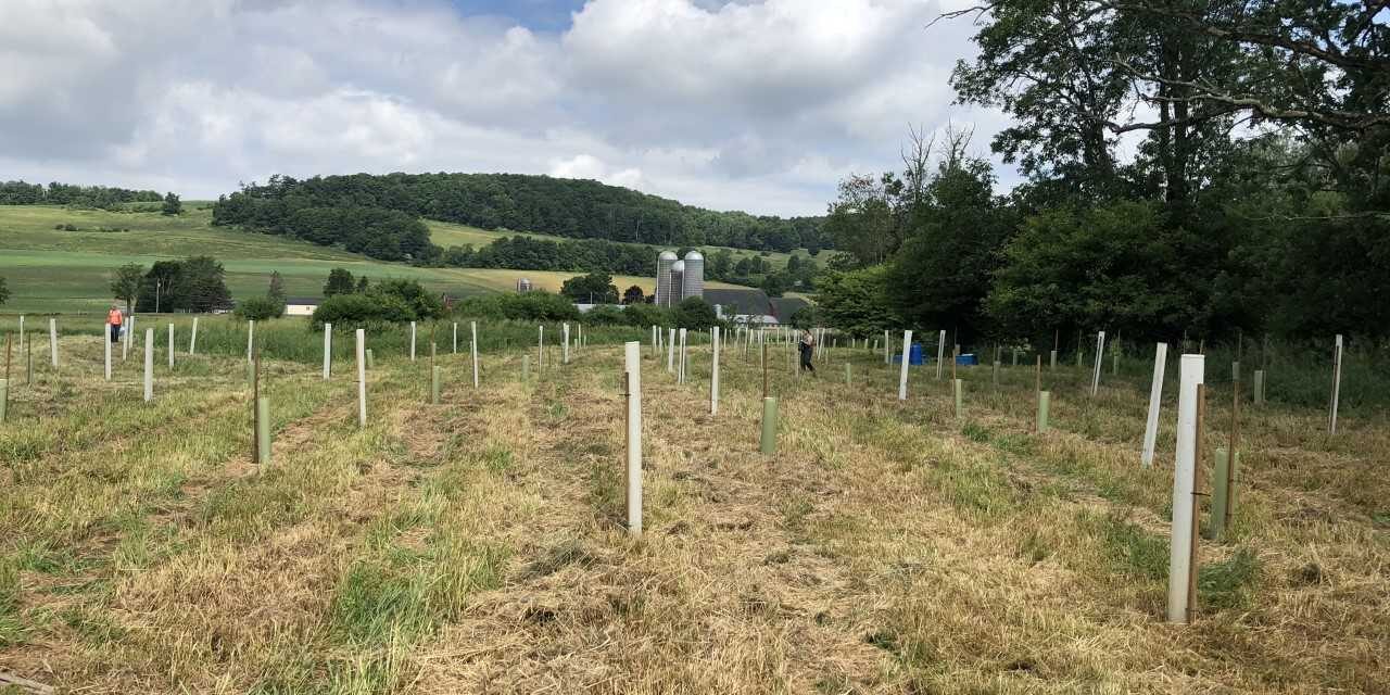 Planting Trees to Protect Water Quality