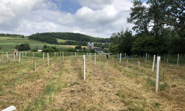 Planting Trees to Protect Water Quality