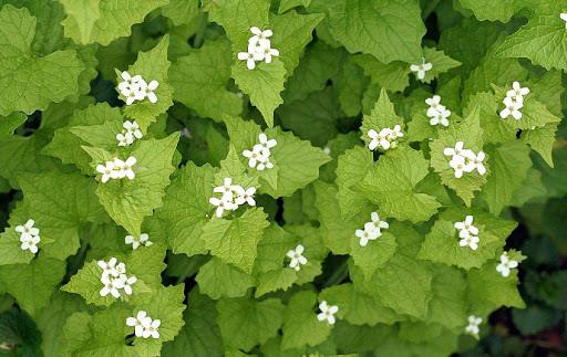 Garlic Mustard is still at it