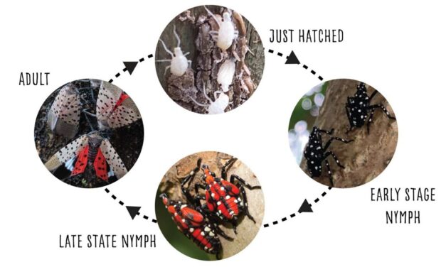 Invasive Species Awareness Week: Spotted Lanternfly Saturday