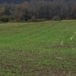 Funding for Cover Crops – Try it Now!!