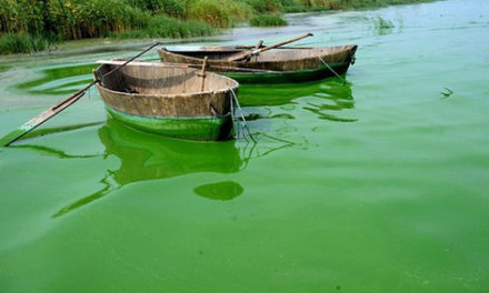 Blue Green Algae and HABs