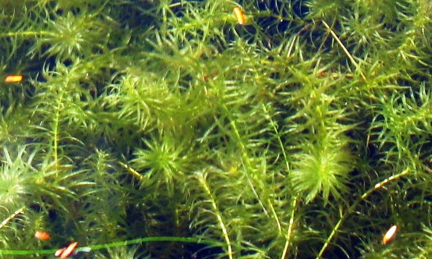 The Horror of Hydrilla
