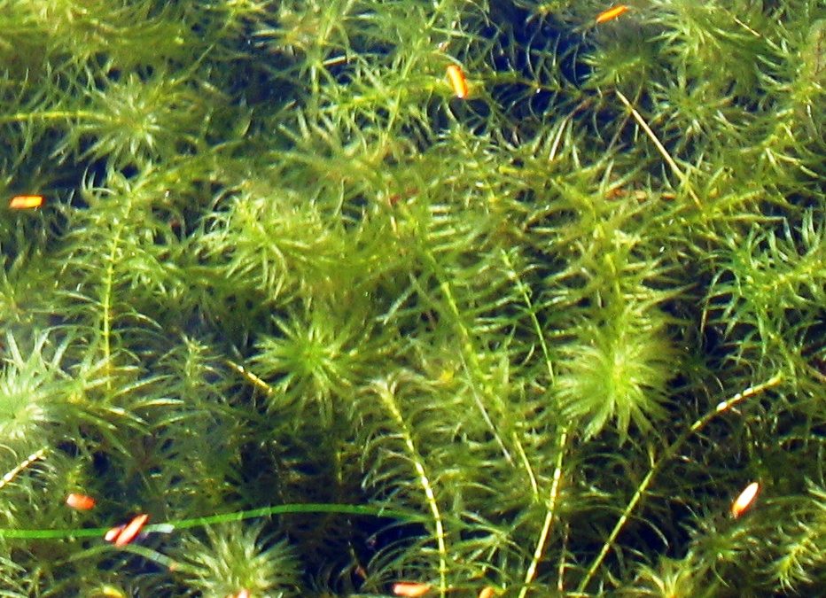 The Horror of Hydrilla